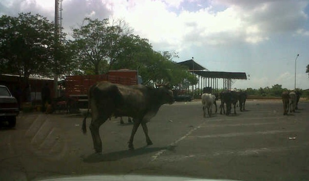 IMG00213-20130728-1019