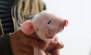 cerdito de tres cabezas y