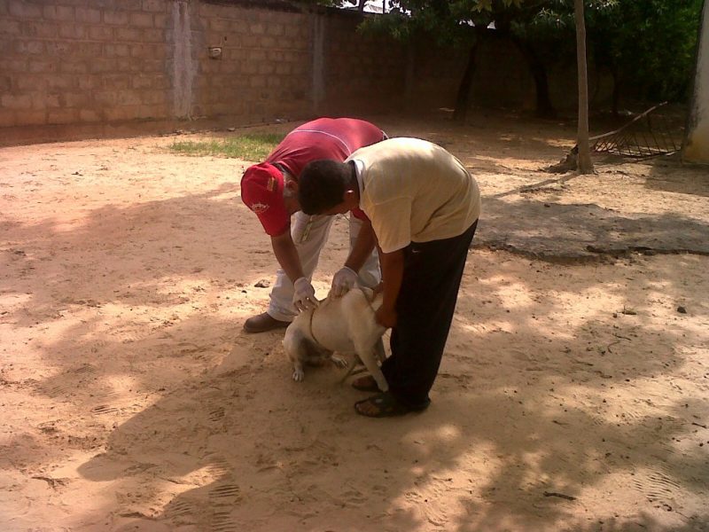 vacunación canina y felina