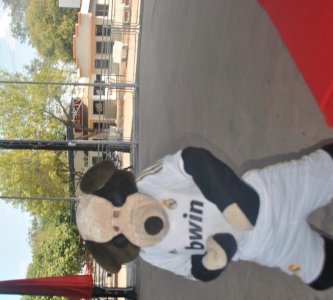 elección de mascotas y reinas