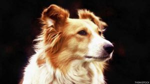 collie