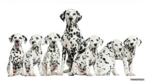 dalmatas