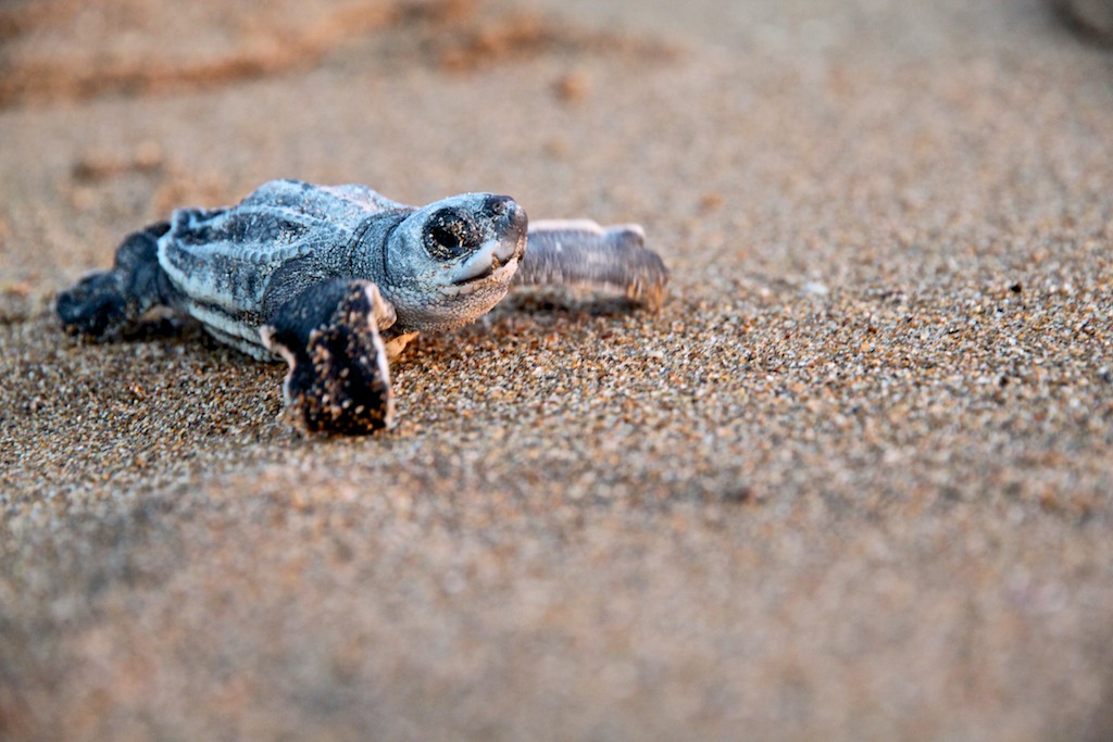 img_1777-la-pequec3b1a-comeflor1