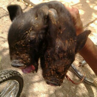 ✽̤̥̈̊@_--☀̤̈_Dilia_☀̤̈@_--✽̤̥̈̊