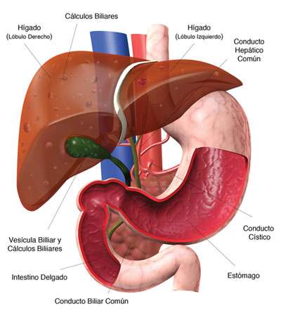 higado-vesicula