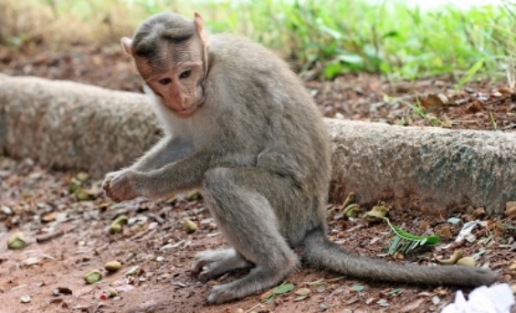 mono2.jpg_1813825294