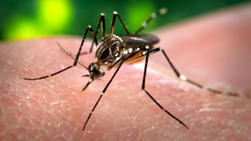 La picadura del mosquito es la principal vía de contagio del virus zika. Foto: Agencias