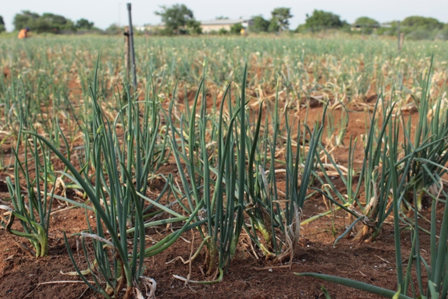 20-07-16 ENTREGA DE MICROCREDITOS PARCELAMIENTO MI ESFUERZO (8)