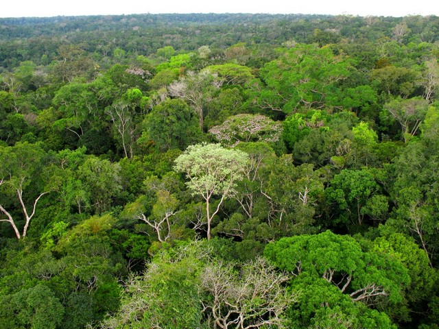 amazon-canopy