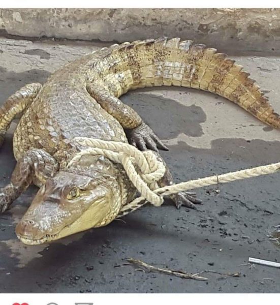 caiman_9837845-jpg_574352174