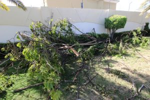 20 06 2017 EM Daños a los arboles en la Av Fuerzas Armadas a la altura del Bicentenario (12)