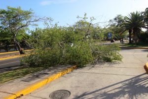20 06 2017 EM Daños a los arboles en la Av Fuerzas Armadas a la altura del Bicentenario (13)