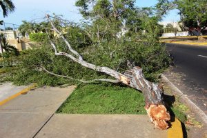 20 06 2017 EM Daños a los arboles en la Av Fuerzas Armadas a la altura del Bicentenario (16)