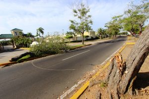 20 06 2017 EM Daños a los arboles en la Av Fuerzas Armadas a la altura del Bicentenario (18)