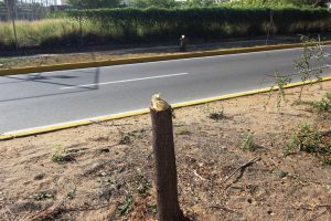 20 06 2017 EM Daños a los arboles en la Av Fuerzas Armadas a la altura del Bicentenario (20)