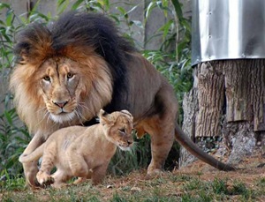 Lion King...PIC BY JENNIFER LOCKRIDGE / CATERS NEWS - A father and daughter playfight looks a lot different when dad is a 400lb killing machine - but luckily for this little lion cub his cheeky nib at fathers tail didnt end in tears. In this hilarious picture little lion cub Lusaka ferociously grabs dads between her teeth - an action which sees her tiny paws lift off the ground. Sadly for Lusaka rather than dad Luke howling in pain like a wounded wildebeest, the king of the jungle seems to pretending not to notice. Despite the pestering Luke eventually gives in and like all good dads decides to join in the mock life-and-death struggle. Like a feline WWF wrestler he pins his mini assassin off-spring to the ground in mock anger. The remarkable record of life with the family of lions was recorded by amateur photographer Jennifer Lockridge, at the National Zoo, in Washington DC. SEE CATERS COPY.