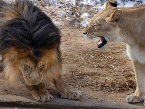 PIC BY JENNIFER LOCKRIDGE / CATERS NEWS - A father and daughter playfight looks a lot different when dad is a 400lb killing machine - but luckily for this little lion cub his cheeky nib at fathers tail didnt end in tears. In this hilarious picture little lion cub Lusaka ferociously grabs dads between her teeth - an action which sees her tiny paws lift off the ground. Sadly for Lusaka rather than dad Luke howling in pain like a wounded wildebeest, the king of the jungle seems to pretending not to notice. Despite the pestering Luke eventually gives in and like all good dads decides to join in the mock life-and-death struggle. Like a feline WWF wrestler he pins his mini assassin off-spring to the ground in mock anger. The remarkable record of life with the family of lions was recorded by amateur photographer Jennifer Lockridge, at the National Zoo, in Washington DC. SEE CATERS COPY.