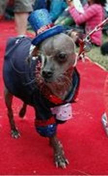 perro-feo_MUJIMA20120907_0008_5