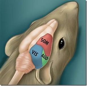 rat_brain1