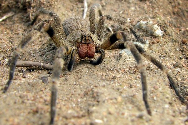 Picada de araña brasileña genera erecciones involutarias