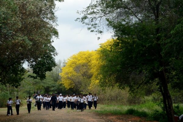 Jardín Botánico de Maracaibo anuncia extensión de la floración de Curarires hasta este domingo