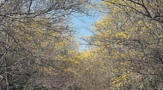 El Jardín Botánico de Maracaibo anuncia una floración de curarires