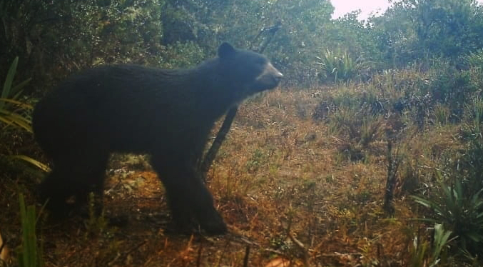 El renacer del oso frontino: confirman reproducción de la especie en las montañas de Trujillo 