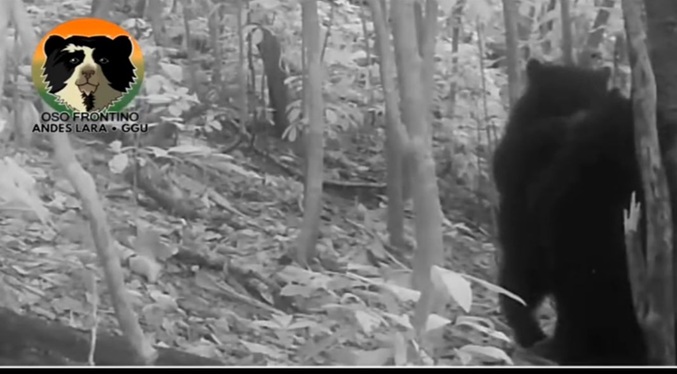 Científicos confirman avistamiento de osa frontino con crías en Lara