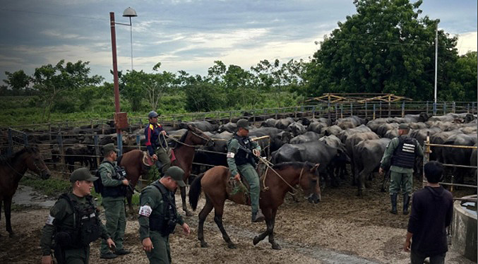 GNB recupera 20 búfalos robados y detiene a dos implicados