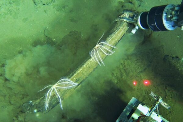 Descubren cementerio de ballenas profundo y encuentran especies muy raras