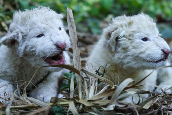 Nacen dos leones blancos en el zoológico de Maracay