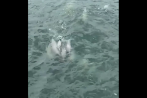 Avistamiento de toninas en el Lago de Maracaibo se viraliza
