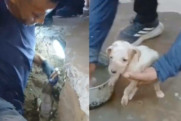 Rescatan a dos perritos atrapados en una tubería de aguas servidas en Maracaibo