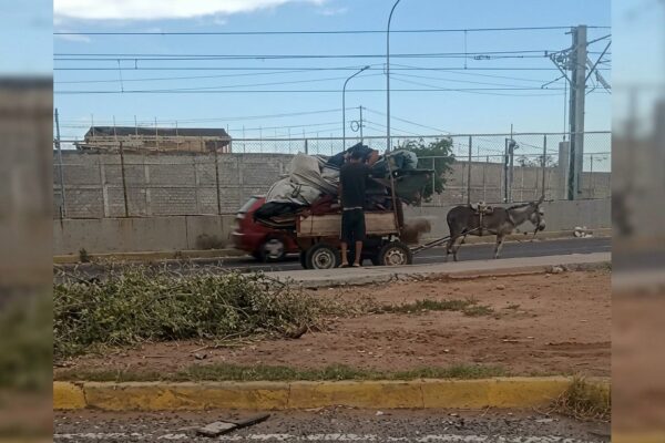 Denuncian sobrecarga de peso a un burro en Sabaneta