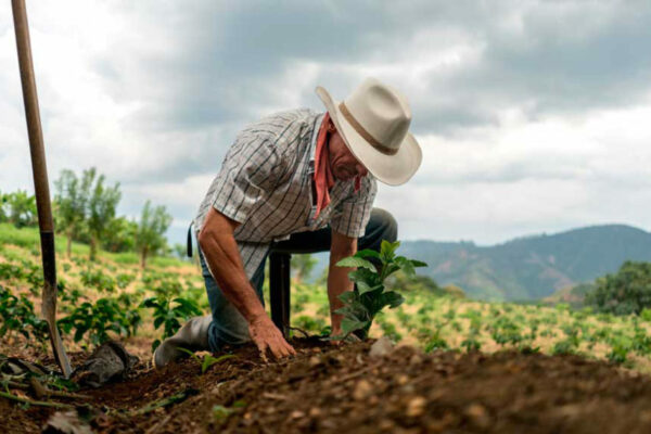 Sequía por El Niño afecta más de la mitad de la siembra de maíz en Guárico
