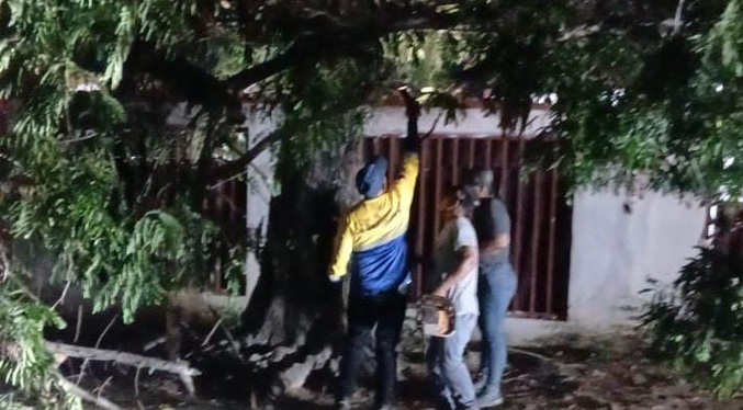 Alcaldía de Maracaibo atiende en operativo nocturno de emergencia caída de árboles por fuertes vientos en la ciudad